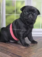 Pink - Wrinkles & Rolls, a female Pug for sale in Whitwell, TN – Photo 2 of 7