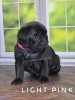 Light Pink - Ch Lines, a female Pug for sale in Whitwell, TN – Photo 4 of 7