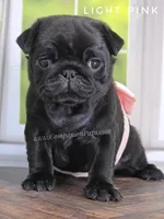 Light Pink - Ch Lines, a female Pug for sale in Whitwell, TN – Photo 2 of 7