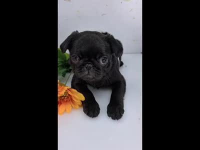 Cuddly Charm Playful Personality - Willow, a female Pug for sale in Whitwell, TN – 3 of 10