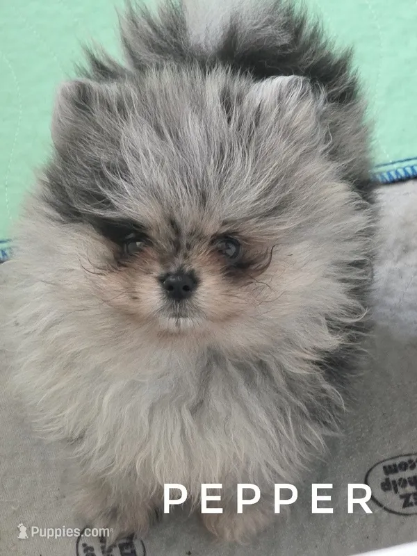 Pepper - Zara's Blue Merle Girl #1 – Pomeranian puppy for sale in Whitwell, TN