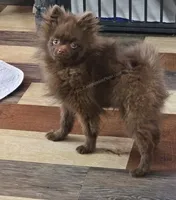 Tiny Chip, a male Pomeranian for sale in Whitwell, TN – Photo 8 of 8