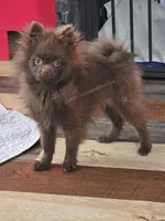 Tiny Chip, a male Pomeranian for sale in Whitwell, TN – Photo 1 of 8