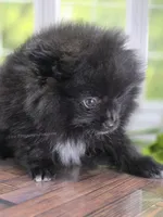 LB - Playful Little Fluff Ball, a male Pomeranian for sale in Whitwell, TN – 7 of 10
