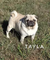 Tayla - Silver Fawn Adult Pug - CH Lines, a female Pug for sale in Whitwell, TN – 7 of 7