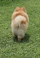 Rare Beaver Color - Dolce - 4.25 pounds - CH Lines!, a male Pomeranian for sale in Whitwell, TN – 6 of 8