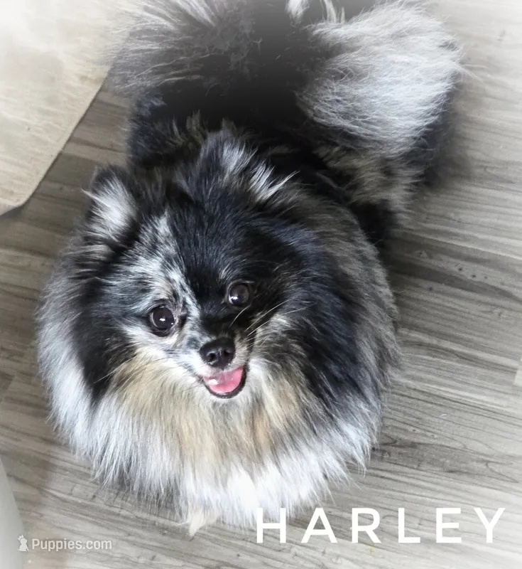 Harley excellent with kids! – Pomeranian puppy for sale in Whitwell, TN
