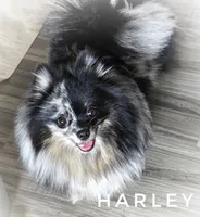 Harley excellent with kids!, a female Pomeranian for sale in Whitwell, TN – 1 of 7