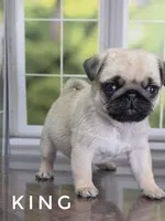 King - Small 2.25 pounds - Silver Fawn, a male Pug for sale in Whitwell, TN – 4 of 8