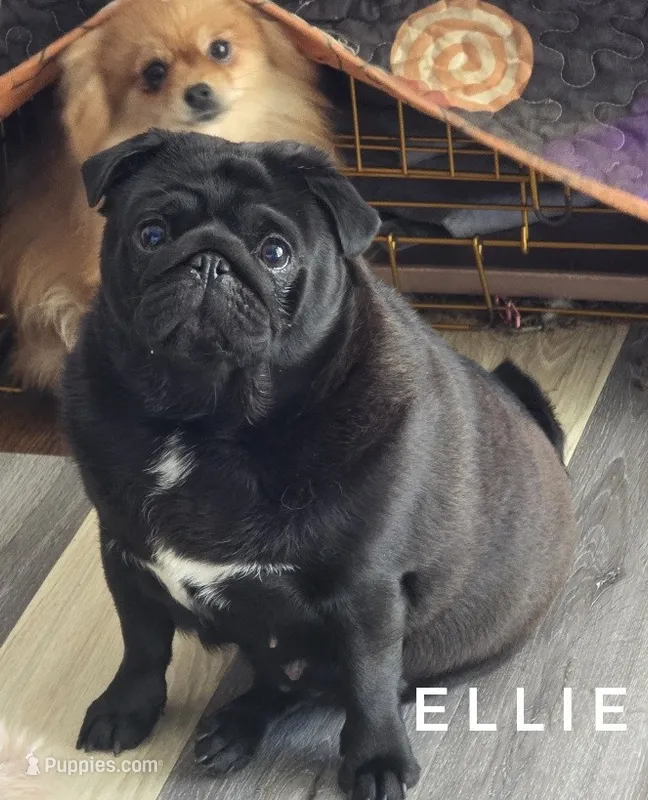 Ellie - Skip Puppy Stage - Excellent Family Pug – Pug puppy for sale in Whitwell, TN