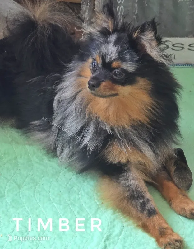 Timber - Black Merle Copper Points! – Pomeranian puppy for sale in Whitwell, TN