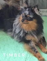 Timber - Black Merle Copper Points!, a male Pomeranian for sale in Whitwell, TN – 1 of 5