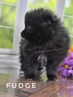 C Video -  Always has Happy Tail - Fudge, a male Pomeranian for sale in Whitwell, TN – 10 of 10
