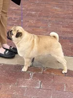 🏆 AKC Champion Reese – Handsome Fawn Pug Ready for Retirement ❤️🐾, a male Pug for sale in Whitwell, TN – 4 of 5
