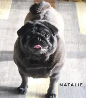 💕 Natalie – Gorgeous Fawn Female Pug • Champion-Filled Pedigree!, a female Pug for sale in Whitwell, TN – 4 of 5