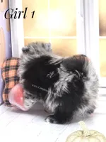 Zara's Blue Merle Girl #1, a female Pomeranian for sale in Whitwell, TN – 5 of 6