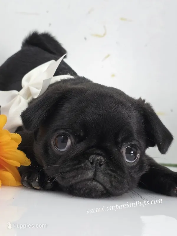 Cuddly Charm Playful Personality – Pug puppy for sale in Whitwell, TN