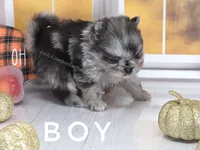 Zara's Tiny Boy - Blue Merle, a male Pomeranian for sale in Whitwell, TN – 3 of 5