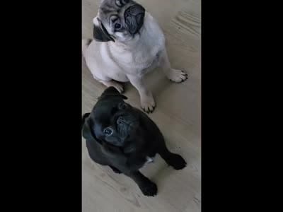 Marigold - Vax Done, a female Pug for sale in Whitwell, TN – 3 of 8