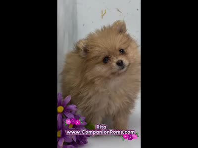 Rita - CH Sired! One and Half Blue Eyes!, a female Pomeranian for sale in Whitwell, TN – 2 of 9