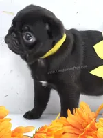 Tiny Dream Pug Puppy - Yara, a female Pug for sale in Whitwell, TN – 8 of 10