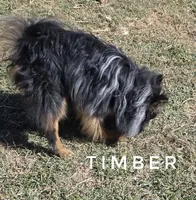 LOVES People! - Timber -Skip the young pup stage, a male Pomeranian for sale in Whitwell, TN – 3 of 10