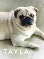 Tayla - Silver Fawn Adult Pug - CH Lines, a female Pug for sale in Whitwell, TN – 1 of 7