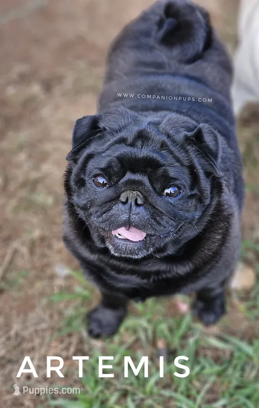 🖤 Gorgeous Russian Imported – Wrinkles, Rolls & Champion Lines! – Pug puppy for sale in Whitwell, TN