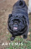 🖤 Gorgeous Russian Imported – Wrinkles, Rolls & Champion Lines!, a male Pug for sale in Whitwell, TN – 6 of 6