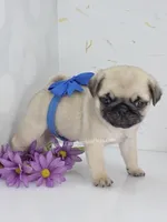 Silver Fawn - Blue Bow C Video, a male Pug for sale in Whitwell, TN – 5 of 7