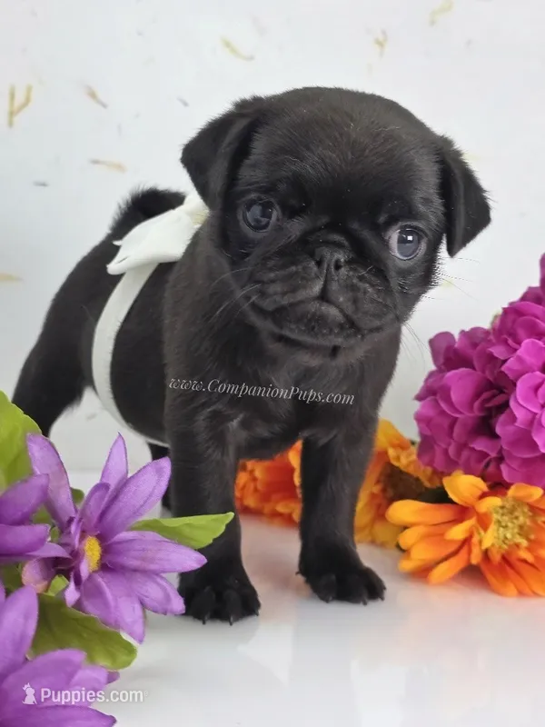 White Bow Female - C Video – Pug puppy for sale in Whitwell, TN