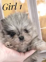 Zara's Blue Merle Girl #1, a female Pomeranian for sale in Whitwell, TN – 4 of 6