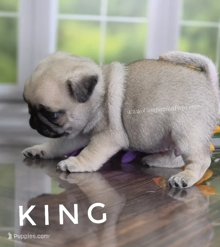 King - Small - Silver Fawn – Pug puppy for sale in Whitwell, TN