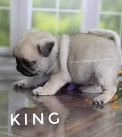 King - Small - Silver Fawn, a male Pug for sale in Whitwell, TN – 3 of 8