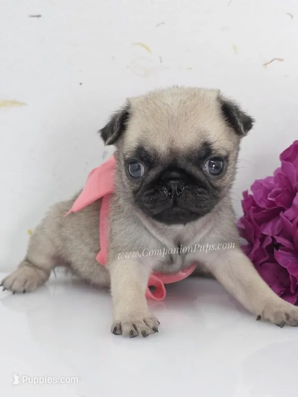 Pink Bow - Female – Pug puppy for sale in Whitwell, TN