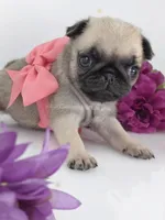 Pink Bow - Female, a male Pug for sale in Whitwell, TN – Photo 4 of 4