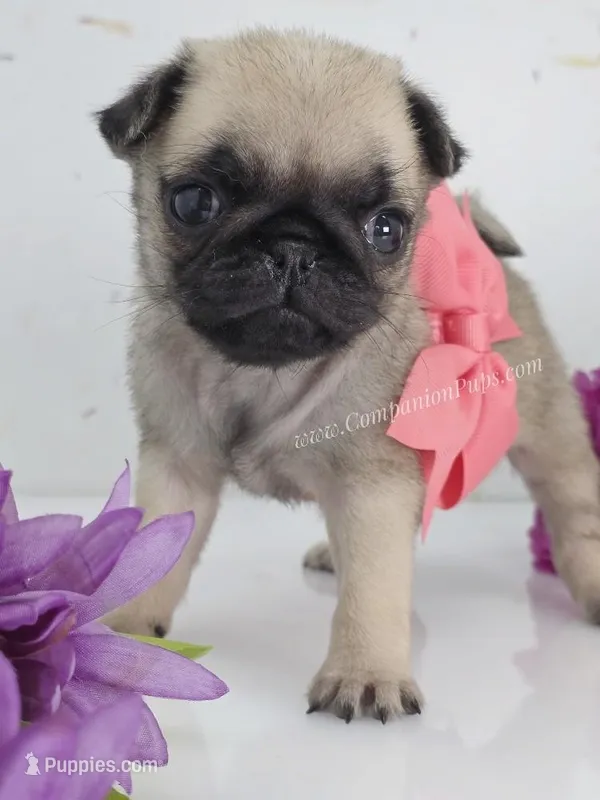 Pink Bow - Female – Pug puppy for sale in Whitwell, TN