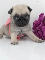 Pink Bow - Female, a male Pug for sale in Whitwell, TN – Photo 2 of 4