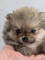 Cream Sable w/Irish Markings Girl, a female Pomeranian for sale in Whitwell, TN – 3 of 7