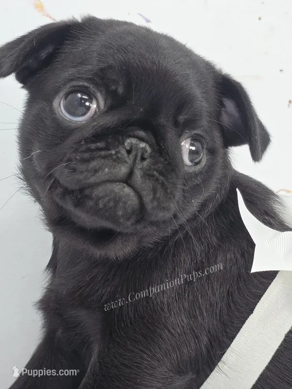 Cuddly Charm Playful Personality - Willow – Pug puppy for sale in Whitwell, TN