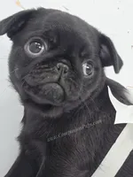 Cuddly Charm Playful Personality - Willow, a female Pug for sale in Whitwell, TN – 1 of 10