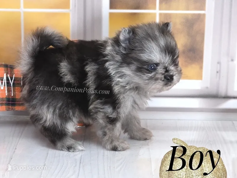 Zara's Tiny Boy - Blue Merle – Pomeranian puppy for sale in Whitwell, TN