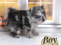 Zara's Tiny Boy - Blue Merle, a male Pomeranian for sale in Whitwell, TN – 1 of 5