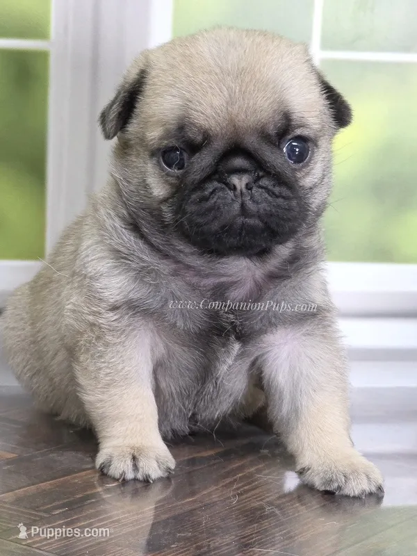 Duke - Champion Bred - Sweetest Chunker – Pug puppy for sale in Whitwell, TN