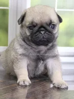 Duke - Champion Bred - Sweetest Chunker, a male Pug for sale in Whitwell, TN – 1 of 5