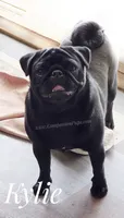 Kylie - Ch Lines - Excellent Family Pet, a female Pug for sale in Whitwell, TN – 1 of 3