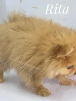 Blue Eye Beauty - Champion Sired!, a female Pomeranian for sale in Whitwell, TN – 6 of 9