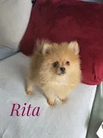 Rare Orange w/Blue Eyes - Tiny Female - Rita, a female Pomeranian for sale in Whitwell, TN – 1 of 10