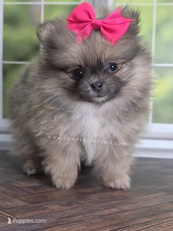 Rare Dilute (Blue) Sable - Marie – Pomeranian puppy for sale in Whitwell, TN