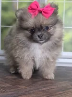 Rare Dilute (Blue) Sable - Marie, a female Pomeranian for sale in Whitwell, TN – Photo 2 of 10